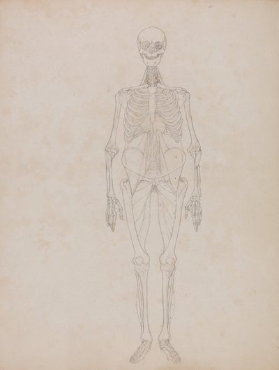 A Comparative Anatomical Exposition of the Structure of the Human Body with that of a Tiger and a Cow by George Stubbs